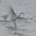 Snowy Egret