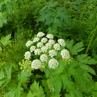 Cow Parsnip