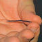 blind snake