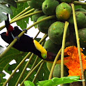 Chestnut-Billed Toucan