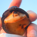 Owl Limpet