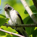 Tufted Titmouse