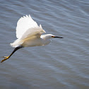 Snowy Egret