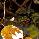 Northern Leopard Frog