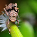 Grasshopper