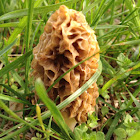 Morel mushroom