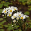 Some Daisies