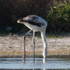 Greater Flamingo; Flamenco
