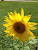 User profile picture thumbnail