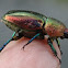 Golden staghorn beetle (Lamprima aurata)