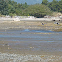 blue herons
