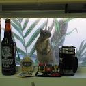 California Ground Squirrel