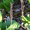 Sensitive fern