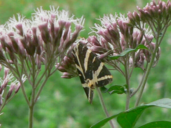 Spotting Image 1