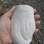 Deep water NZ geoduck