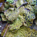 Foliose Lichen