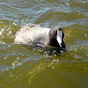 American Coot