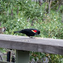 Red-winged blackbird