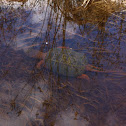 Common Snapping Turtle