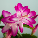 Christmas Cactus