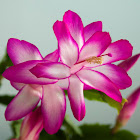 Christmas Cactus