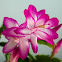 Christmas Cactus
