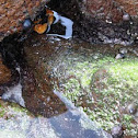 Crab