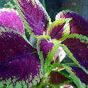 Coleus