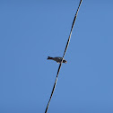 House Finch