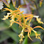 Orquídea  híbrida