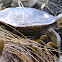 Diamondback Terrapin