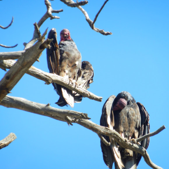Spotting Image 1