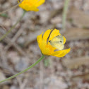 Dainty Sulphur