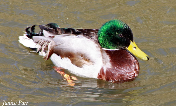 Spotting Image 1