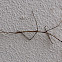 Stick Insect