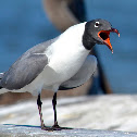 Laughing Gull