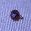 Chigger