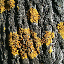 Common orange lichen
