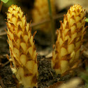 Squawroot