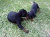 Hermosos Perros Doberman