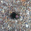 Rainbow Scarab
