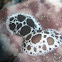 Peltodoris atromaculata