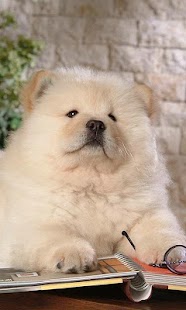 How to mod Chow Chow Wallpapers patch 1.0 apk for android