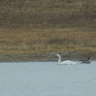 Tundra Swan