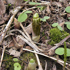 Mayapple