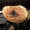 Polyporus craterellus
