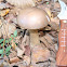Boletus