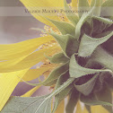 Sunflower Mammoth