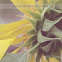 Sunflower Mammoth