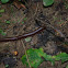 North American Millipede